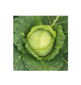 Капуста савойская СОНХО F1 / SONKHO F1 Enza Zaden  фото 2