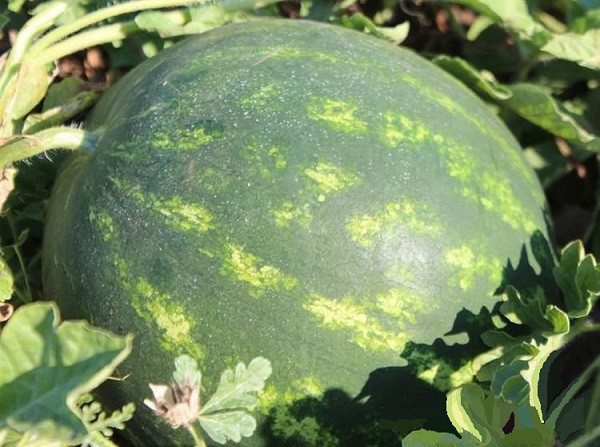 Арбуз МИРЗА F1 / MIRZA F1 Syngenta 