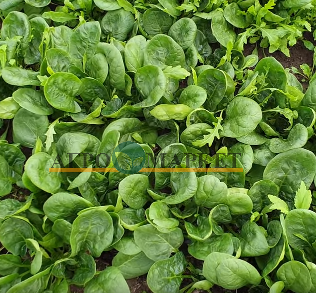 Шпинат АПОЛЛО F1 / APOLLO F1 Sakata 