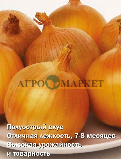 Лук Яровой ФОРВАРД Поиск 