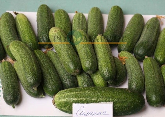 Огурец САЛИНАС F1 / SALINAS F1 Syngenta 