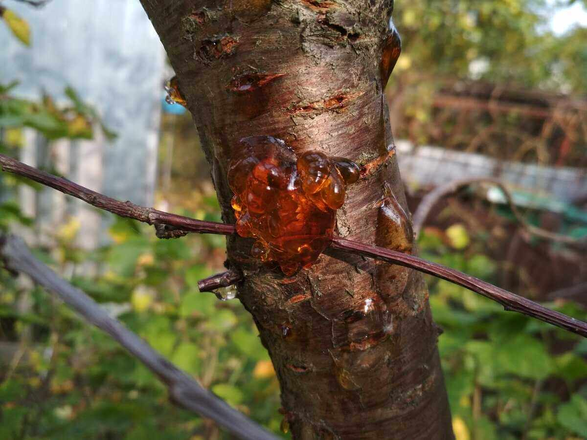 Гомоз на персике