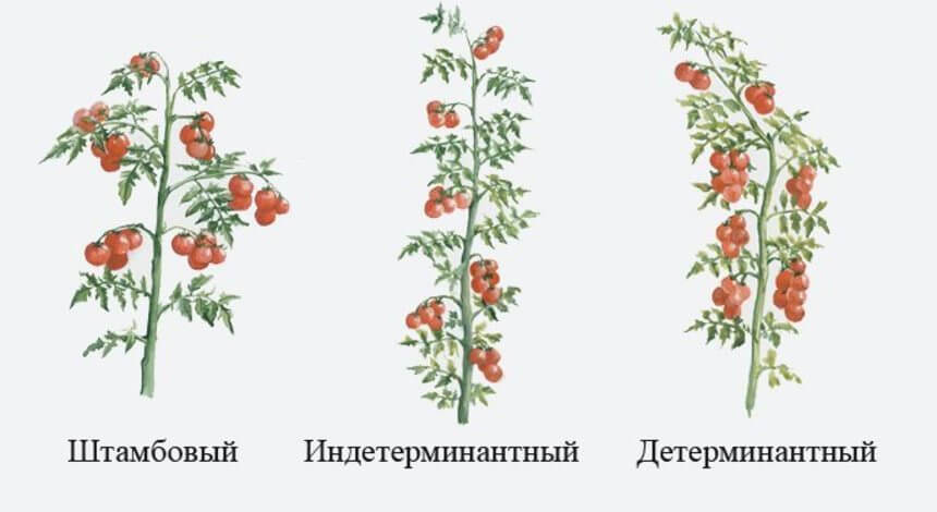 типы костов томатов