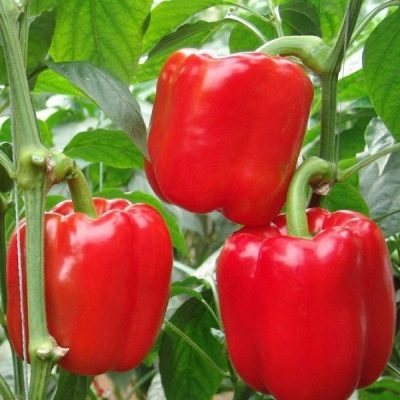 перец Калифорнийское чудо